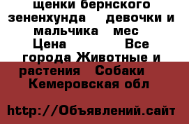 щенки бернского зененхунда. 2 девочки и 2 мальчика(2 мес.) › Цена ­ 22 000 - Все города Животные и растения » Собаки   . Кемеровская обл.